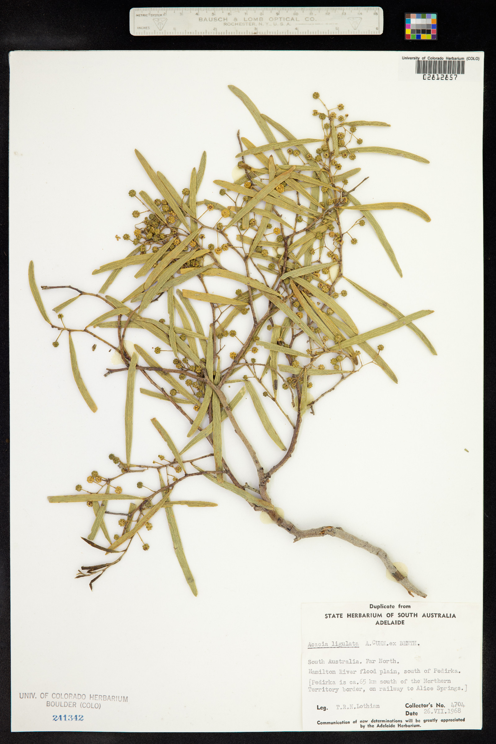 Acacia ligulata image