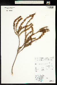 Acacia lineata image
