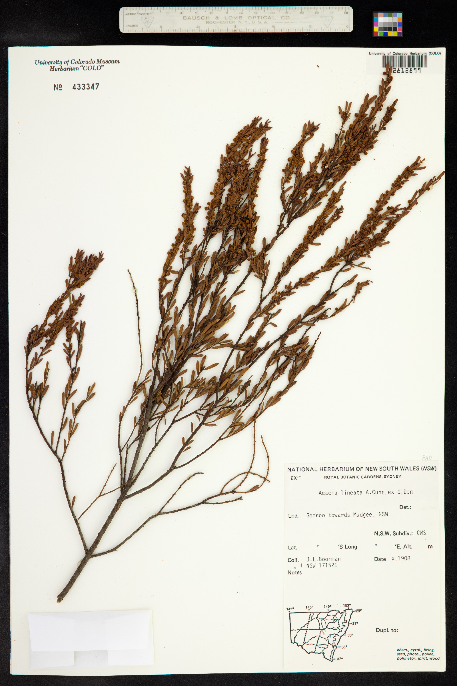 Acacia lineata image