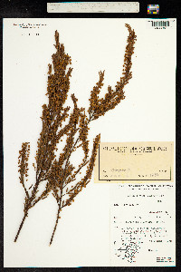 Image of Acacia lineata
