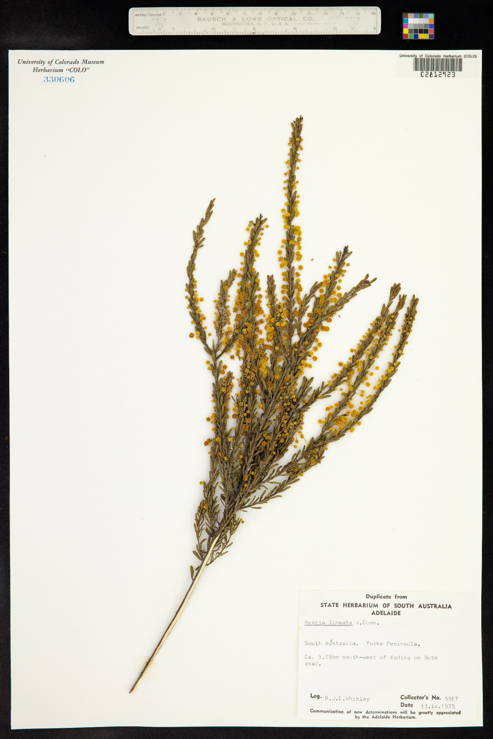 Acacia lineata image