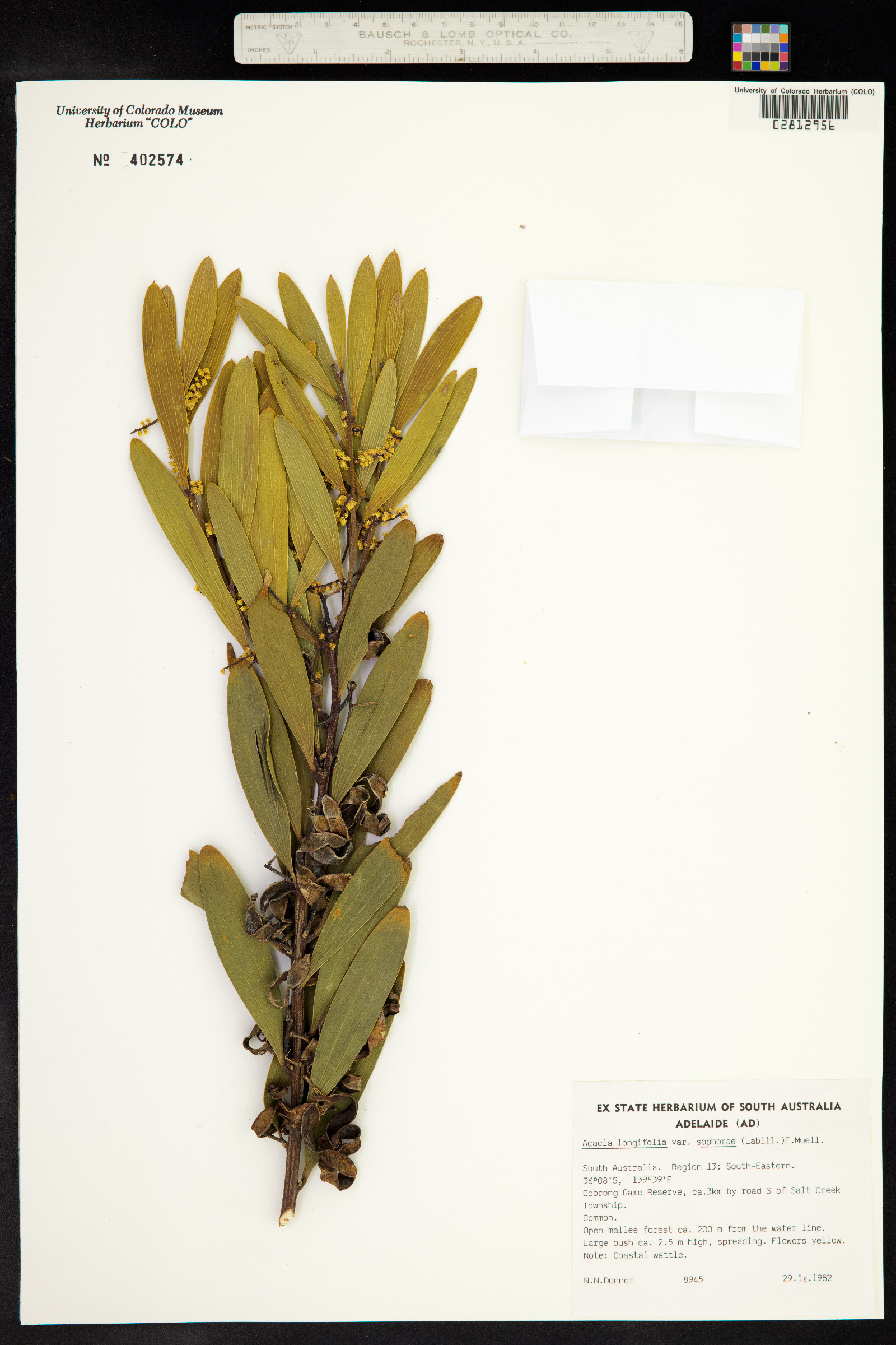 Acacia longifolia image