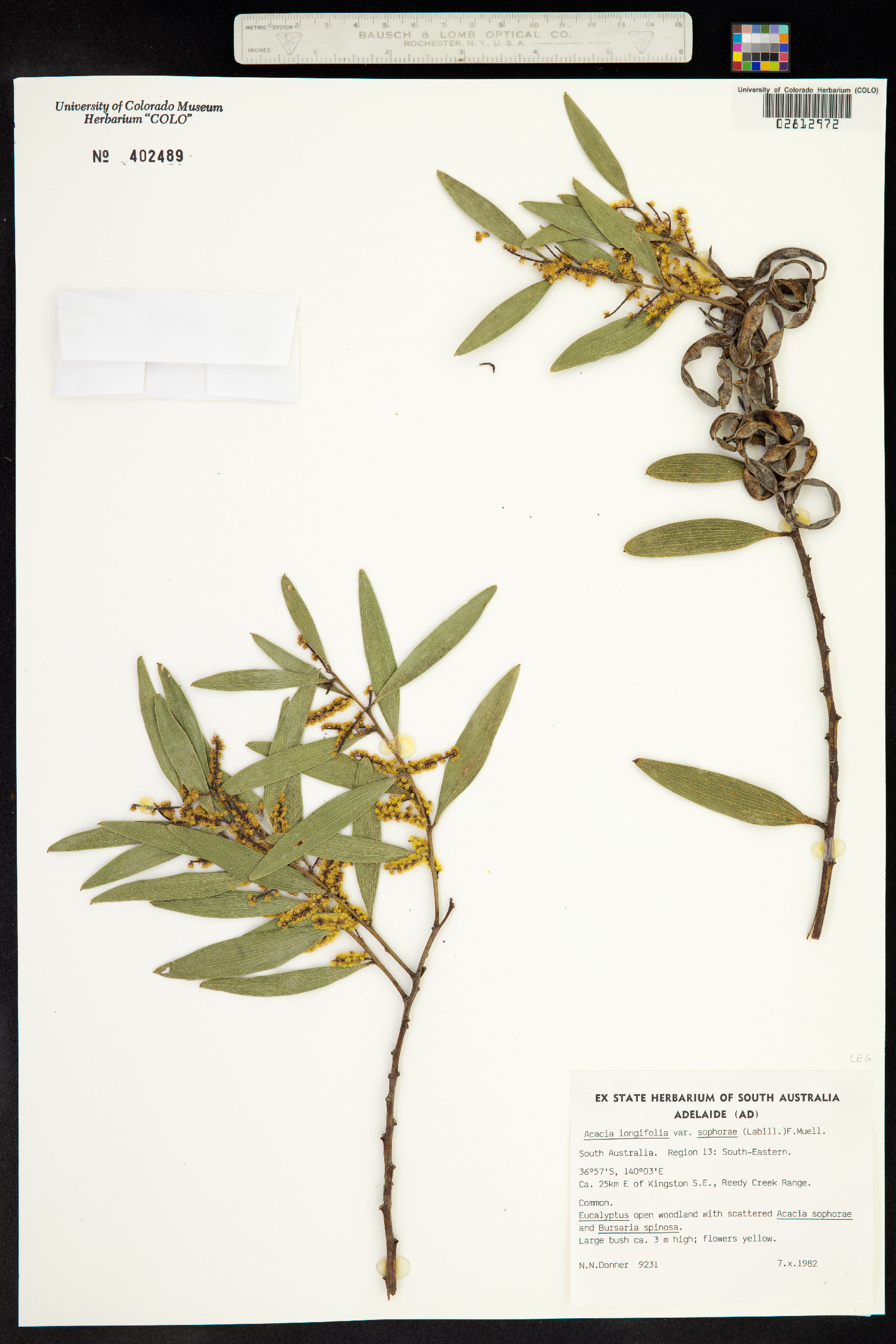 Acacia longifolia image