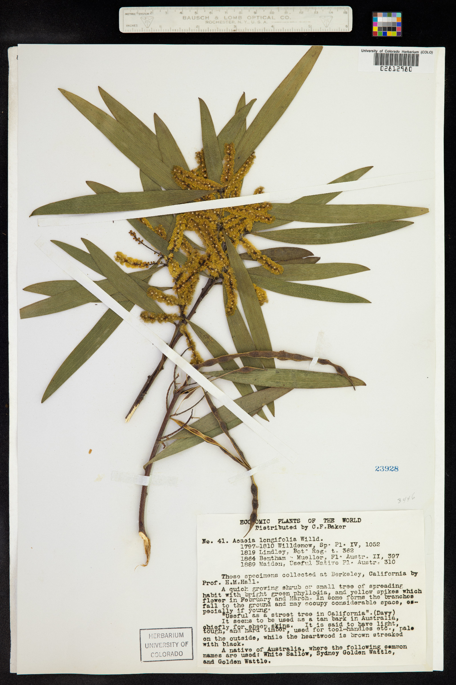 Acacia longifolia image