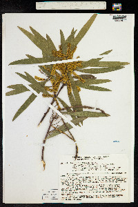 Acacia longifolia image