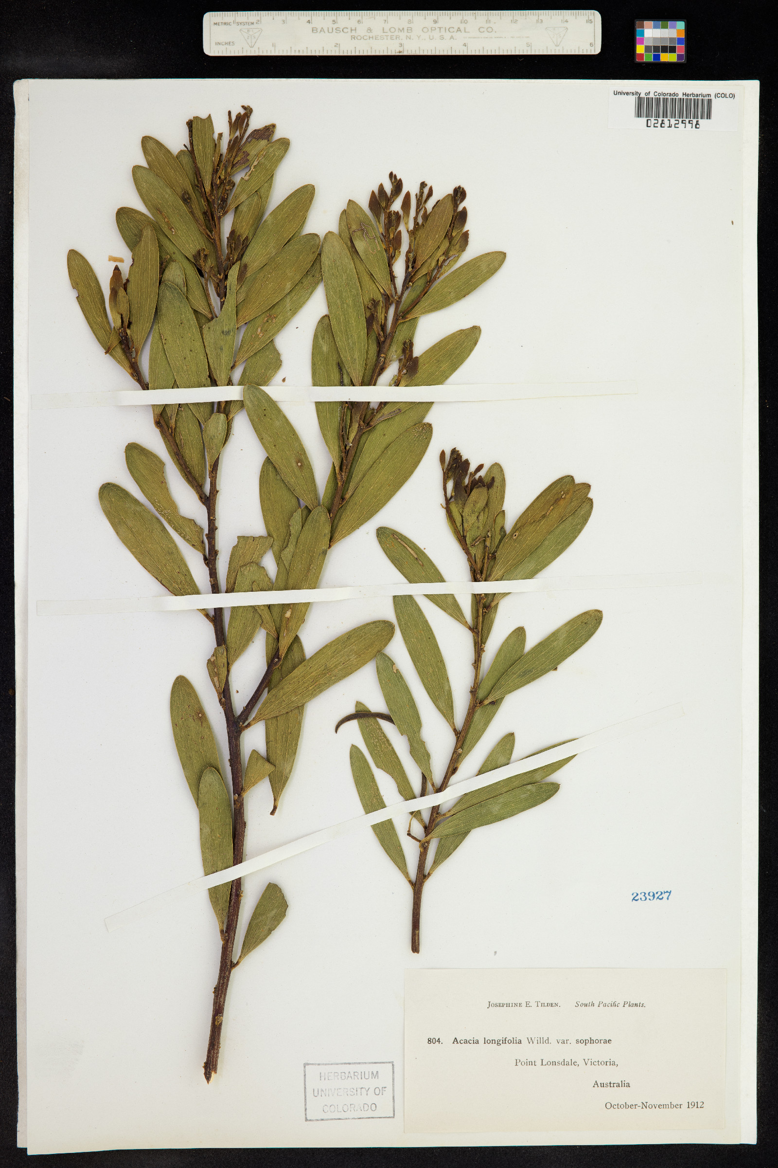 Acacia longifolia image