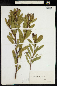 Image of Acacia longifolia