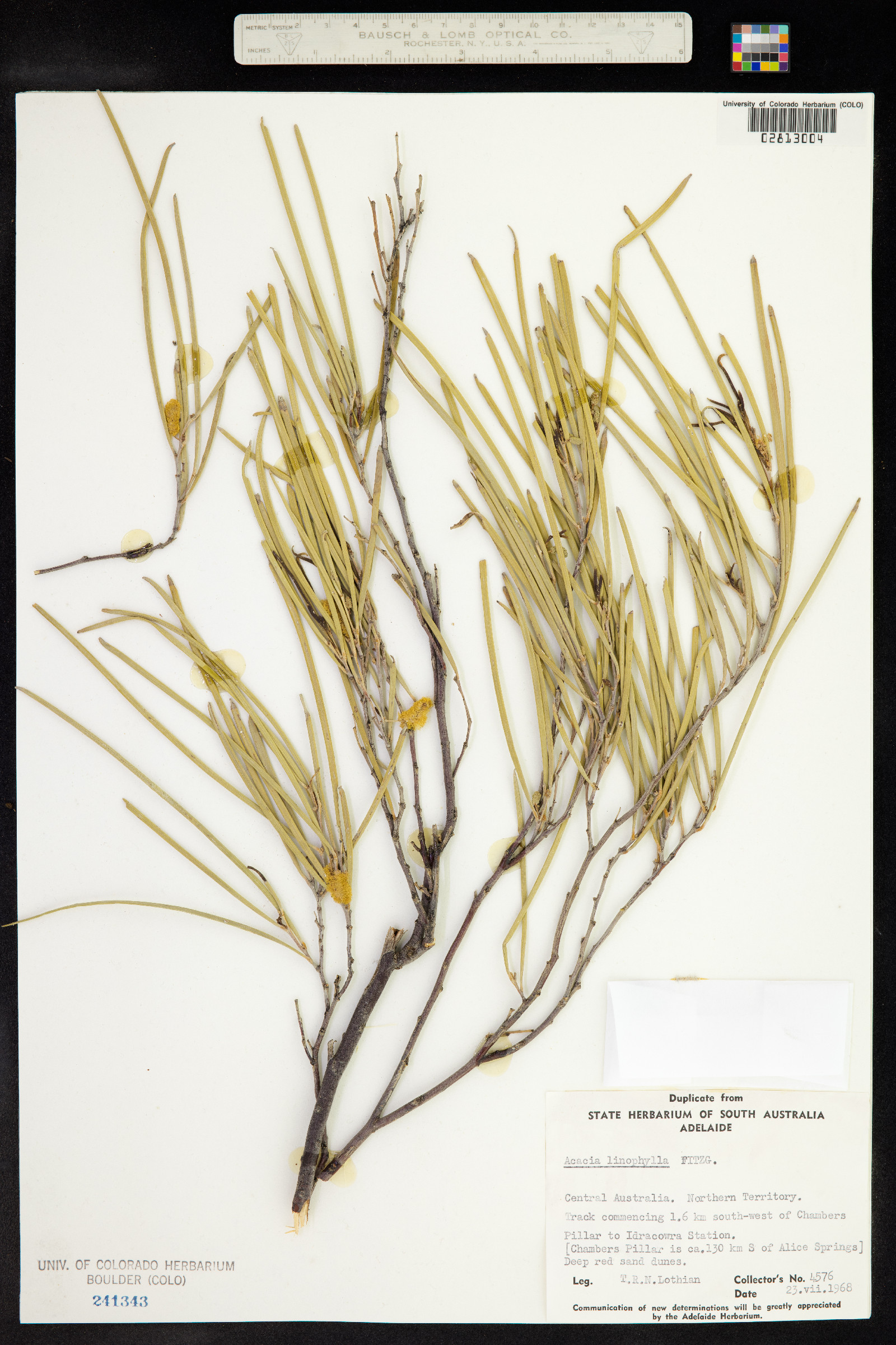 Acacia linophylla image