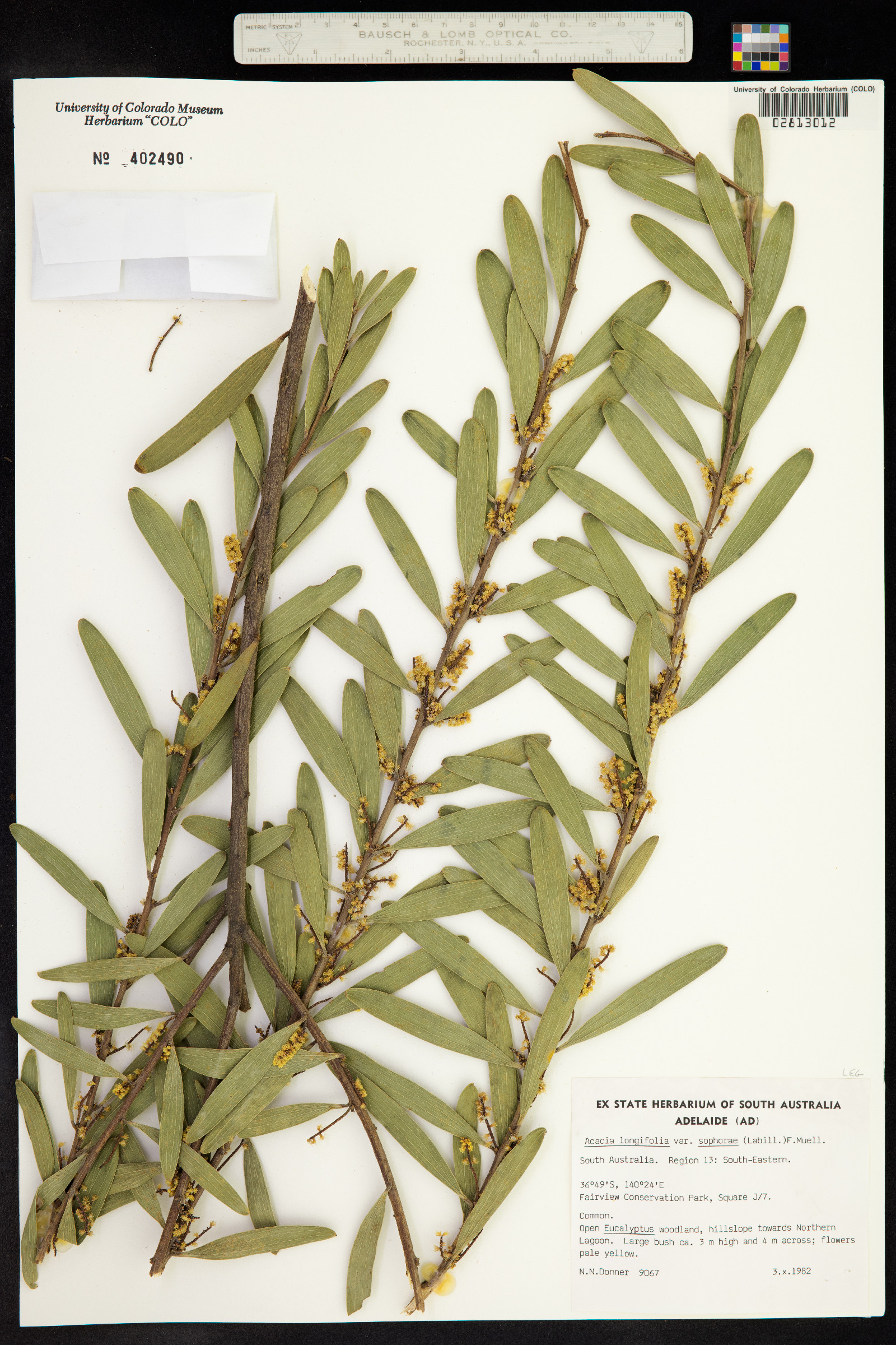 Acacia longifolia image