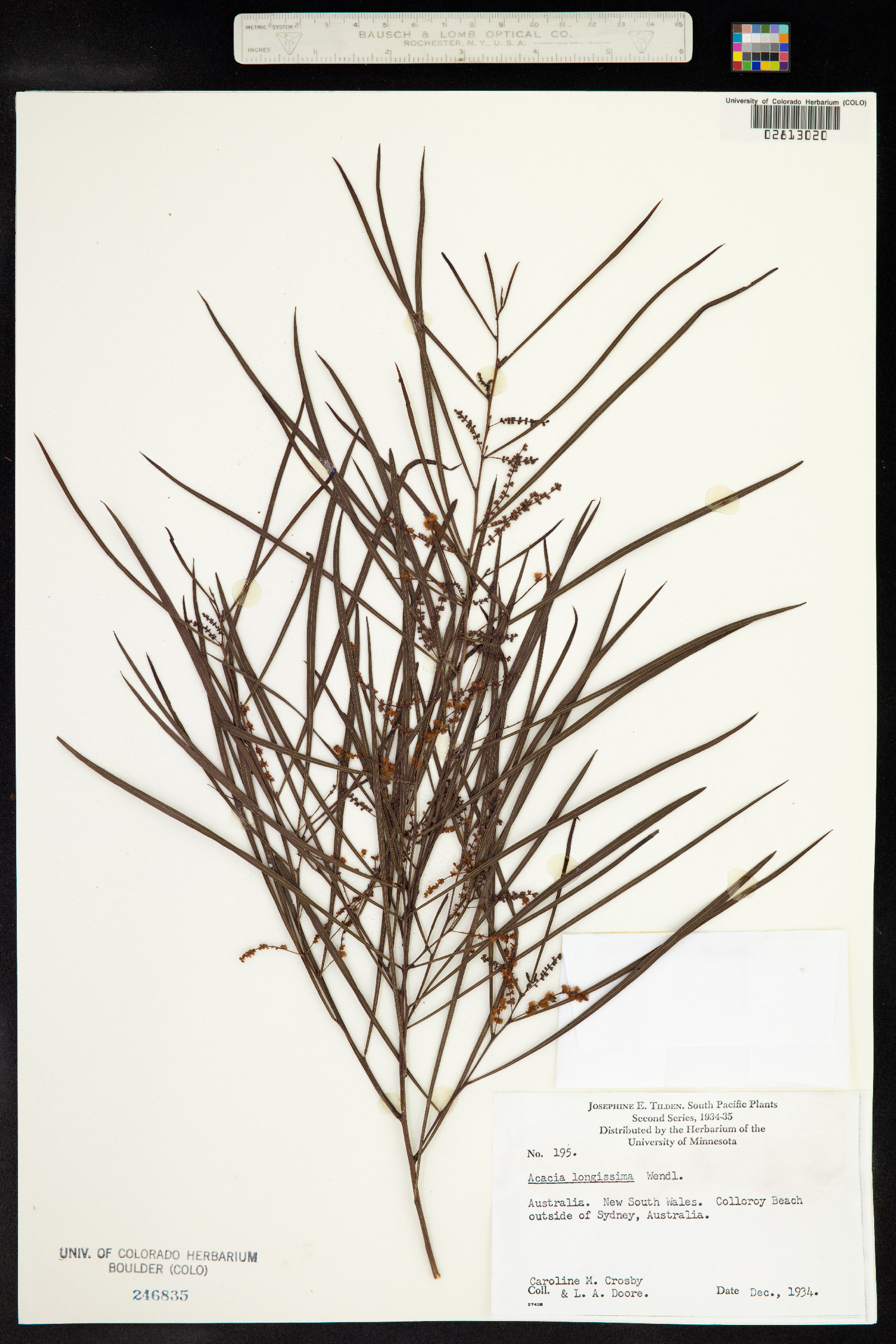 Acacia longissima image