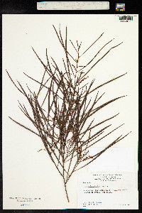 Image of Acacia longissima