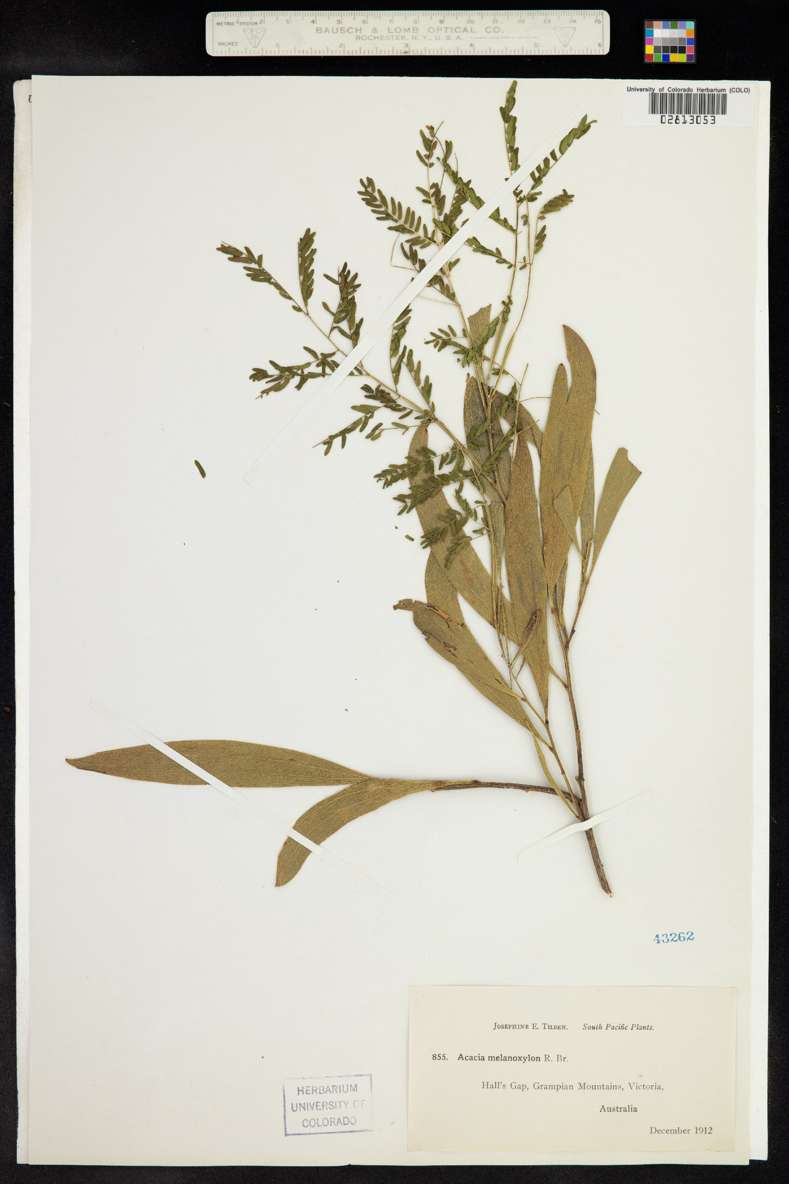 Acacia melanoxylon image