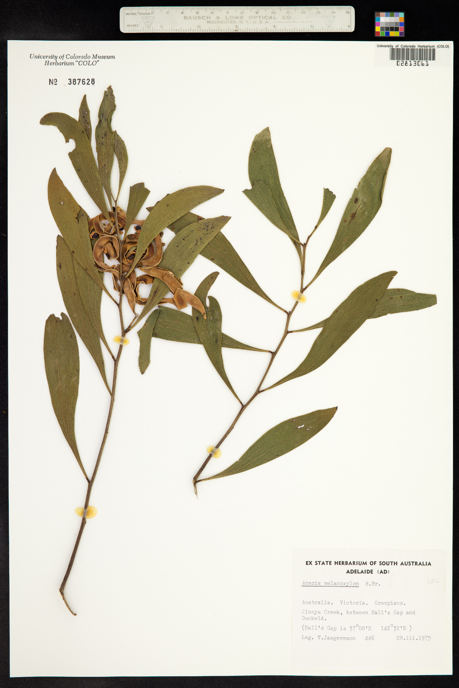Acacia melanoxylon image