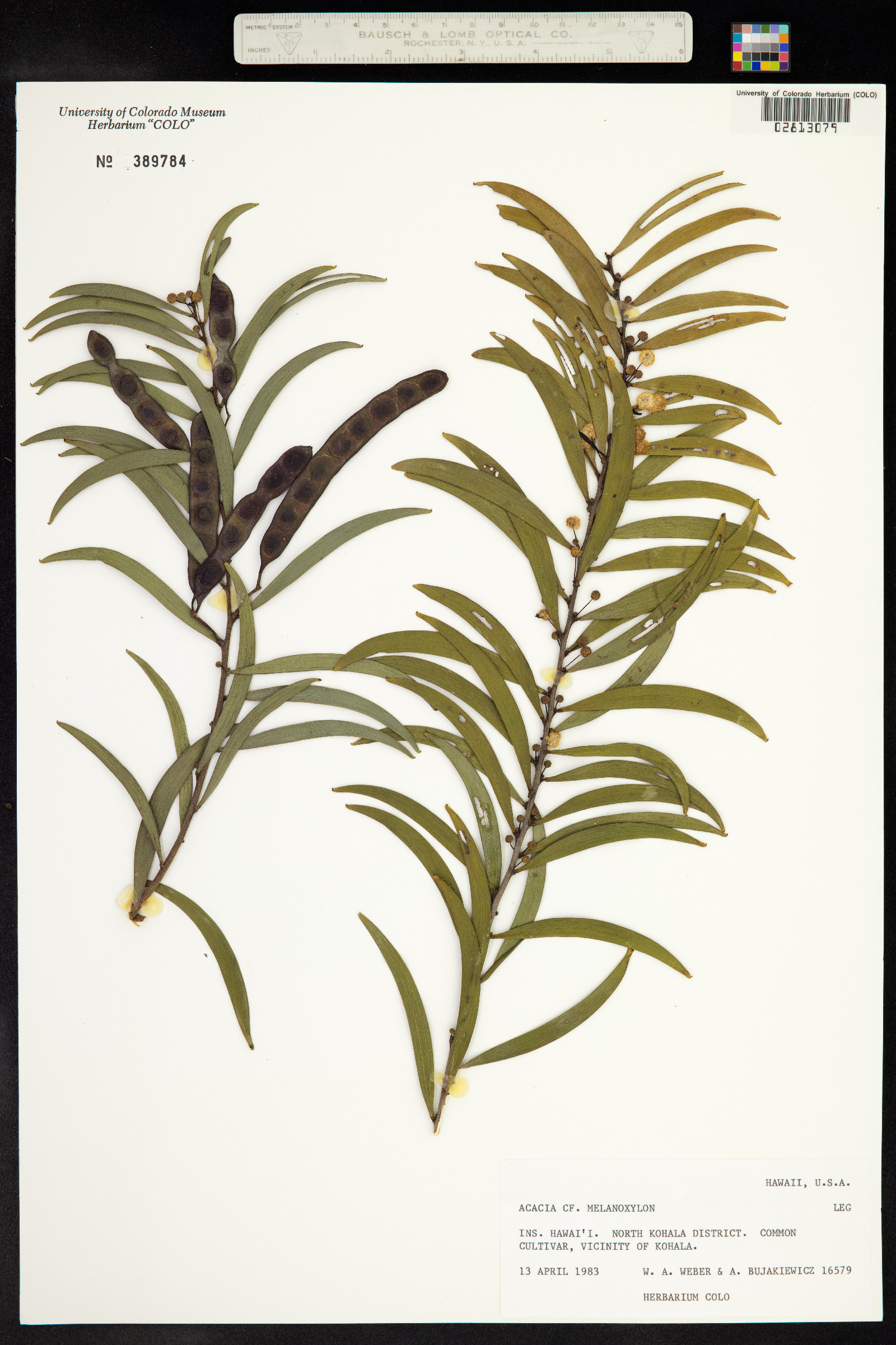 Acacia melanoxylon image