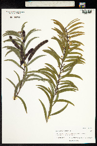 Acacia melanoxylon image