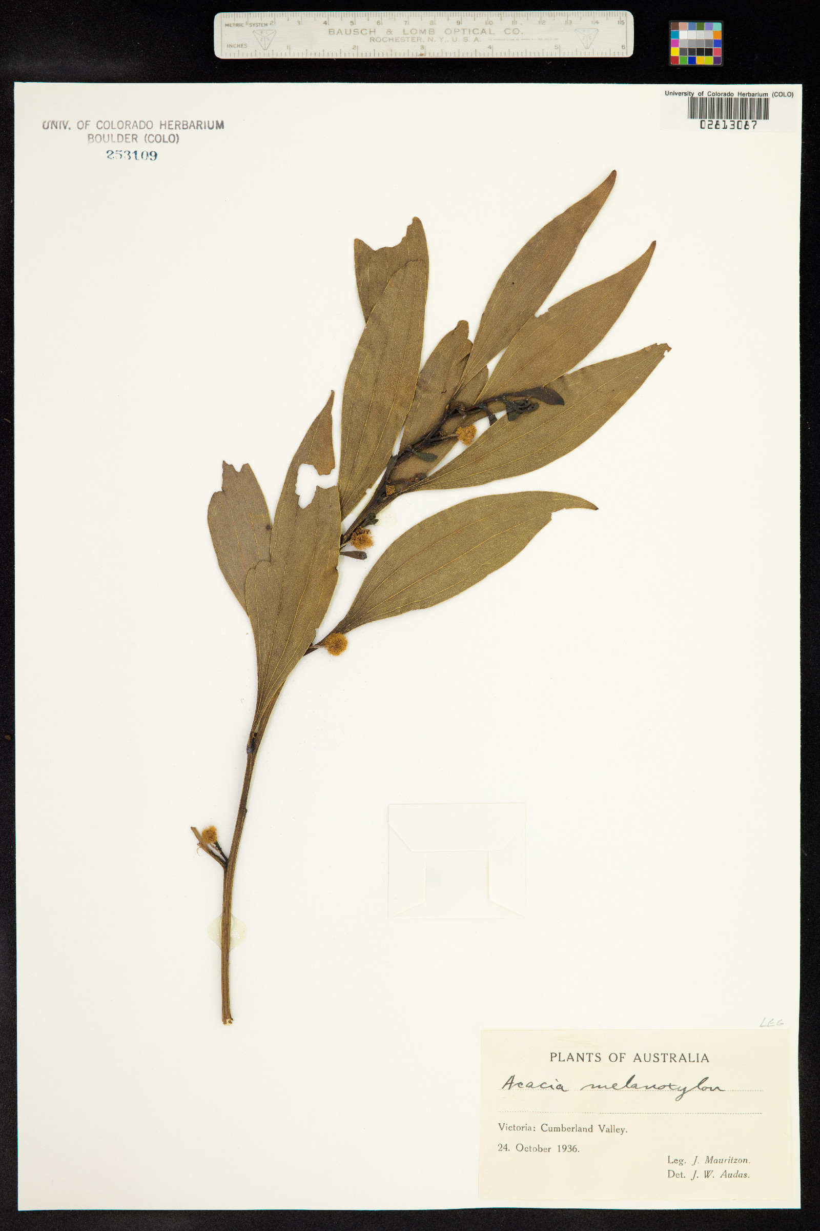 Acacia melanoxylon image