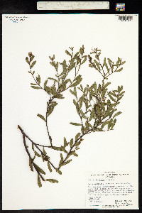 Acacia microcarpa image