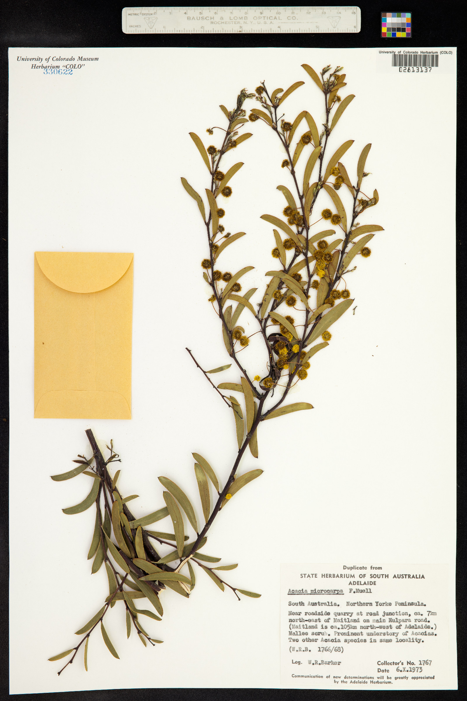 Acacia microcarpa image