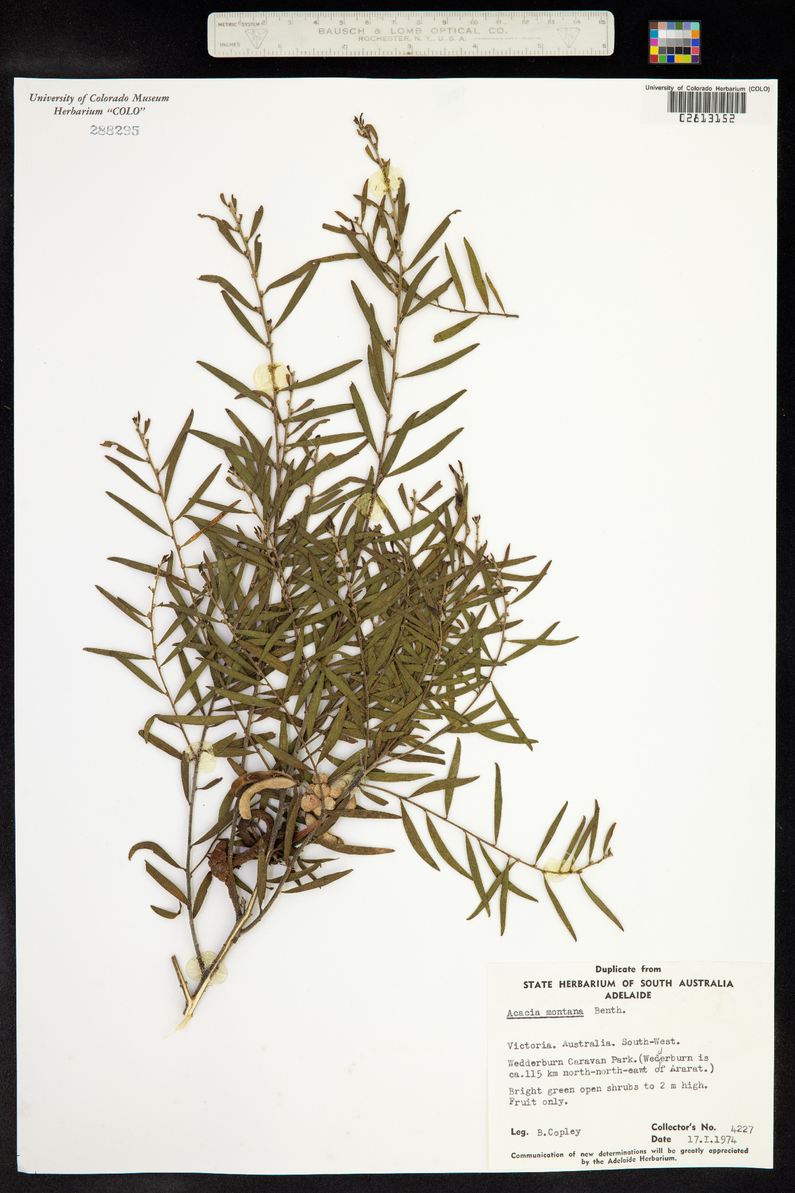 Paraserianthes lophantha image