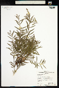 Image of Acacia montana