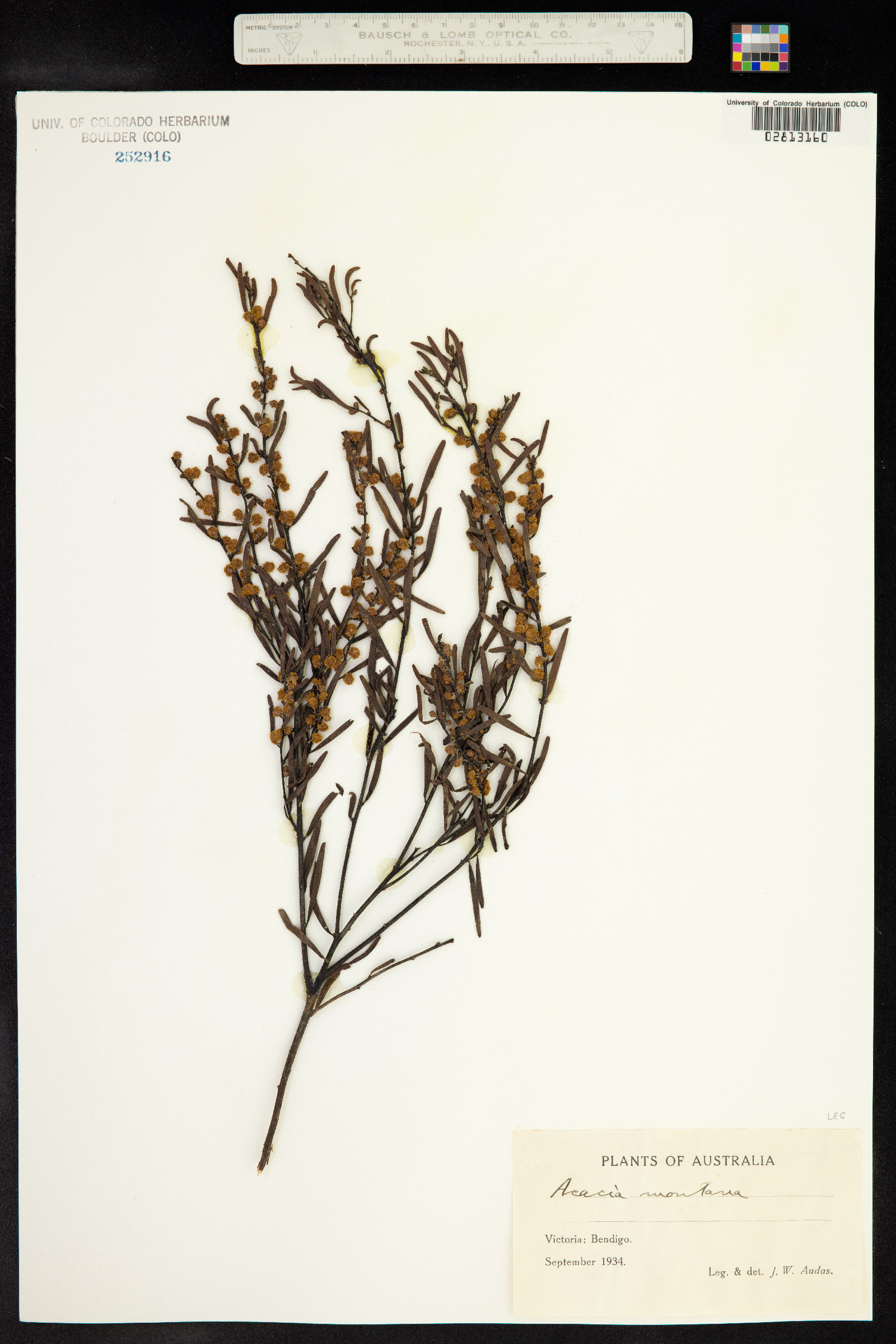 Paraserianthes lophantha ssp. montana image