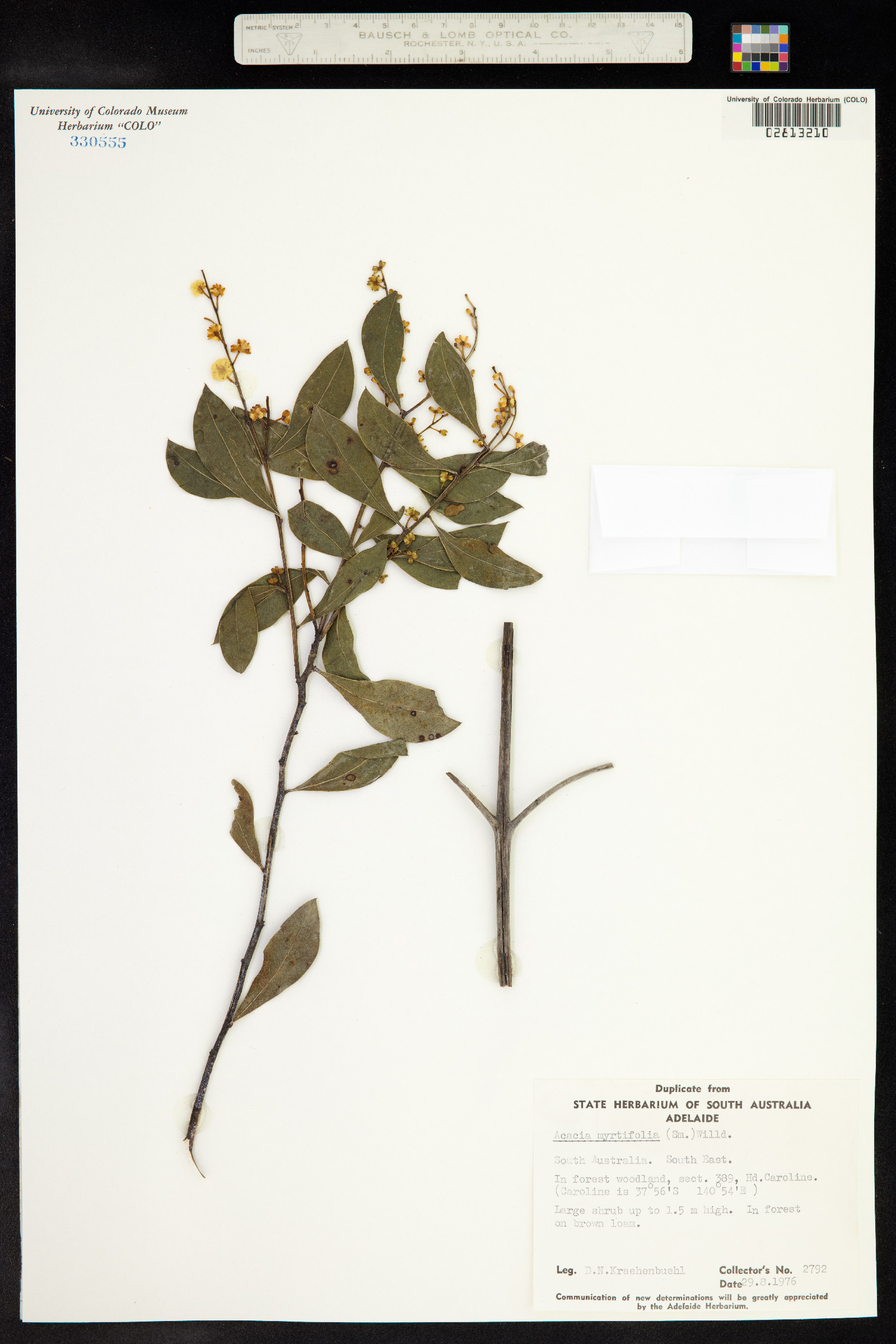 Acacia myrtifolia image