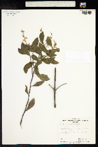 Image of Acacia myrtifolia