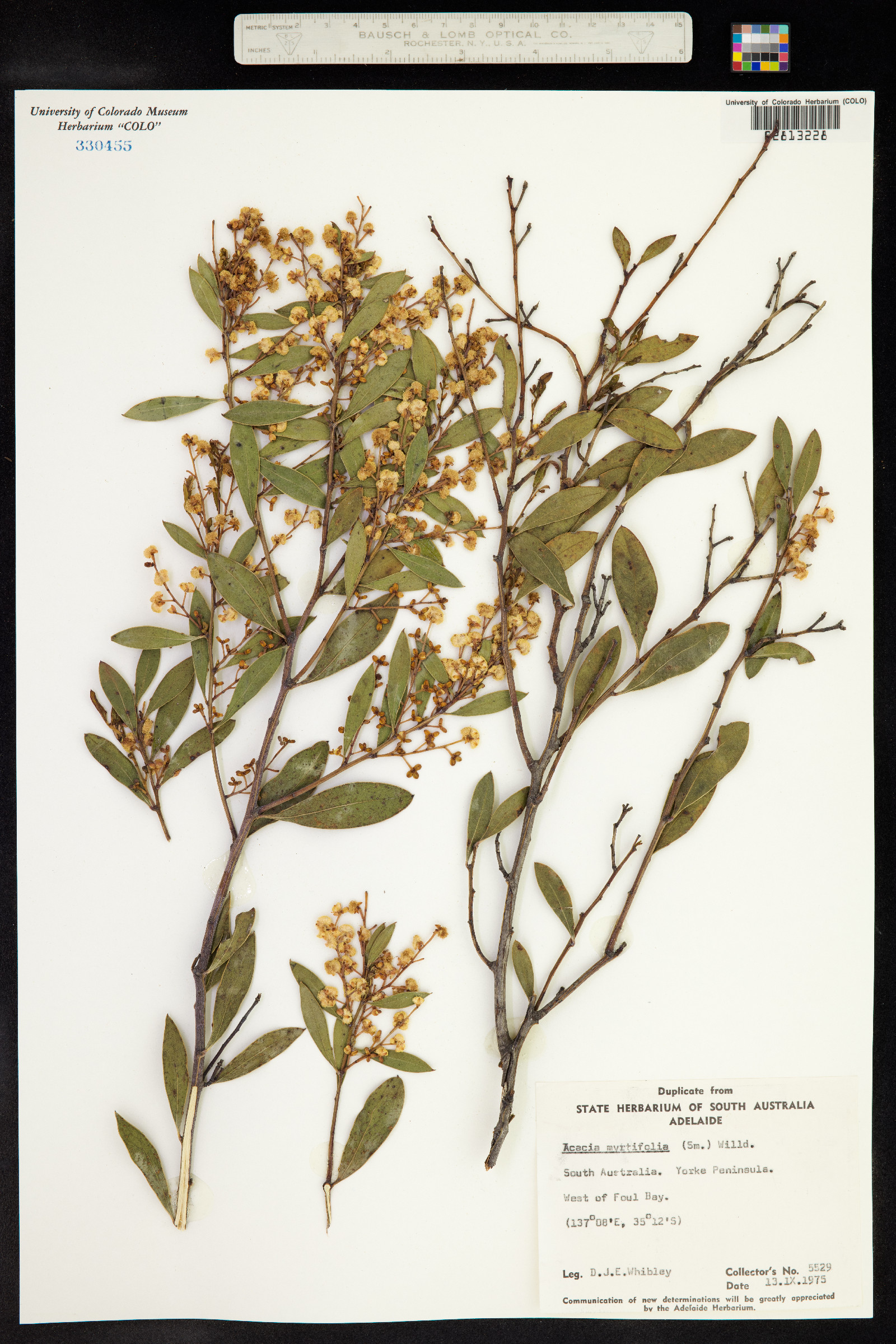 Acacia myrtifolia image