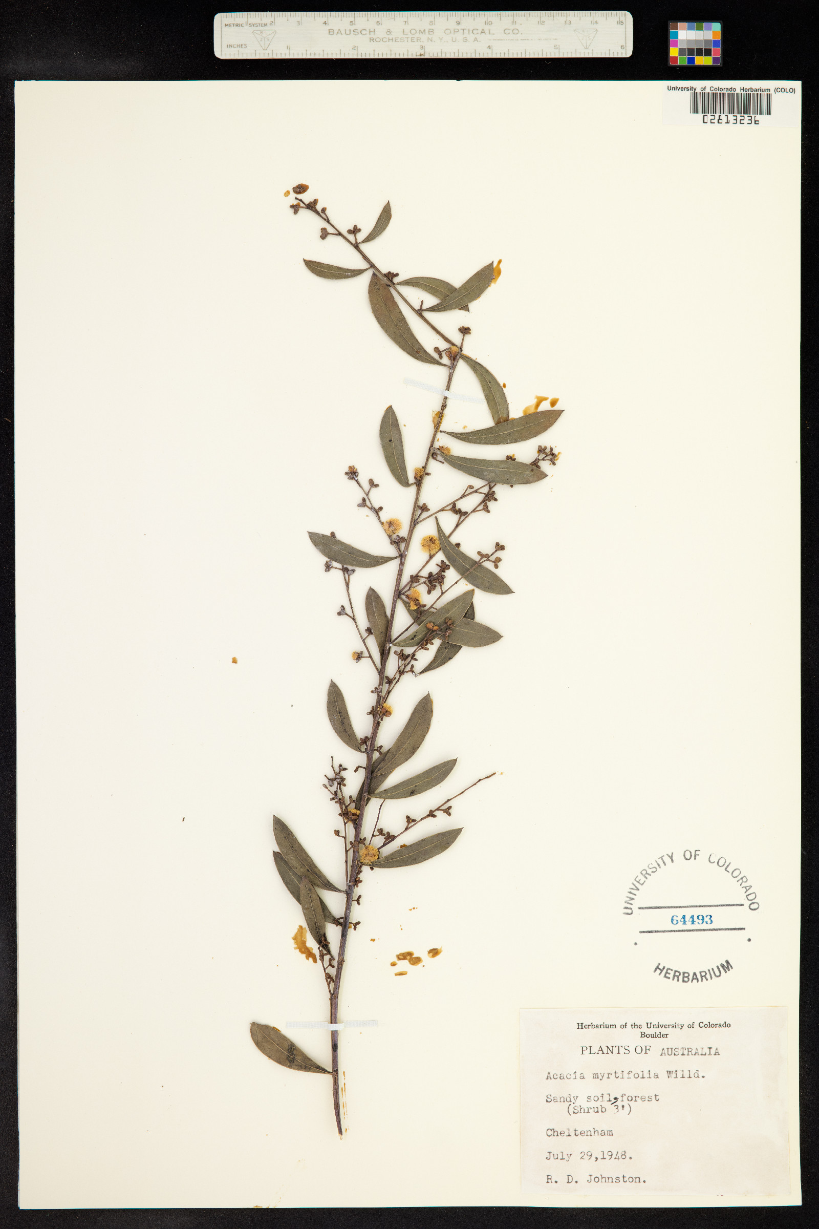 Acacia myrtifolia image