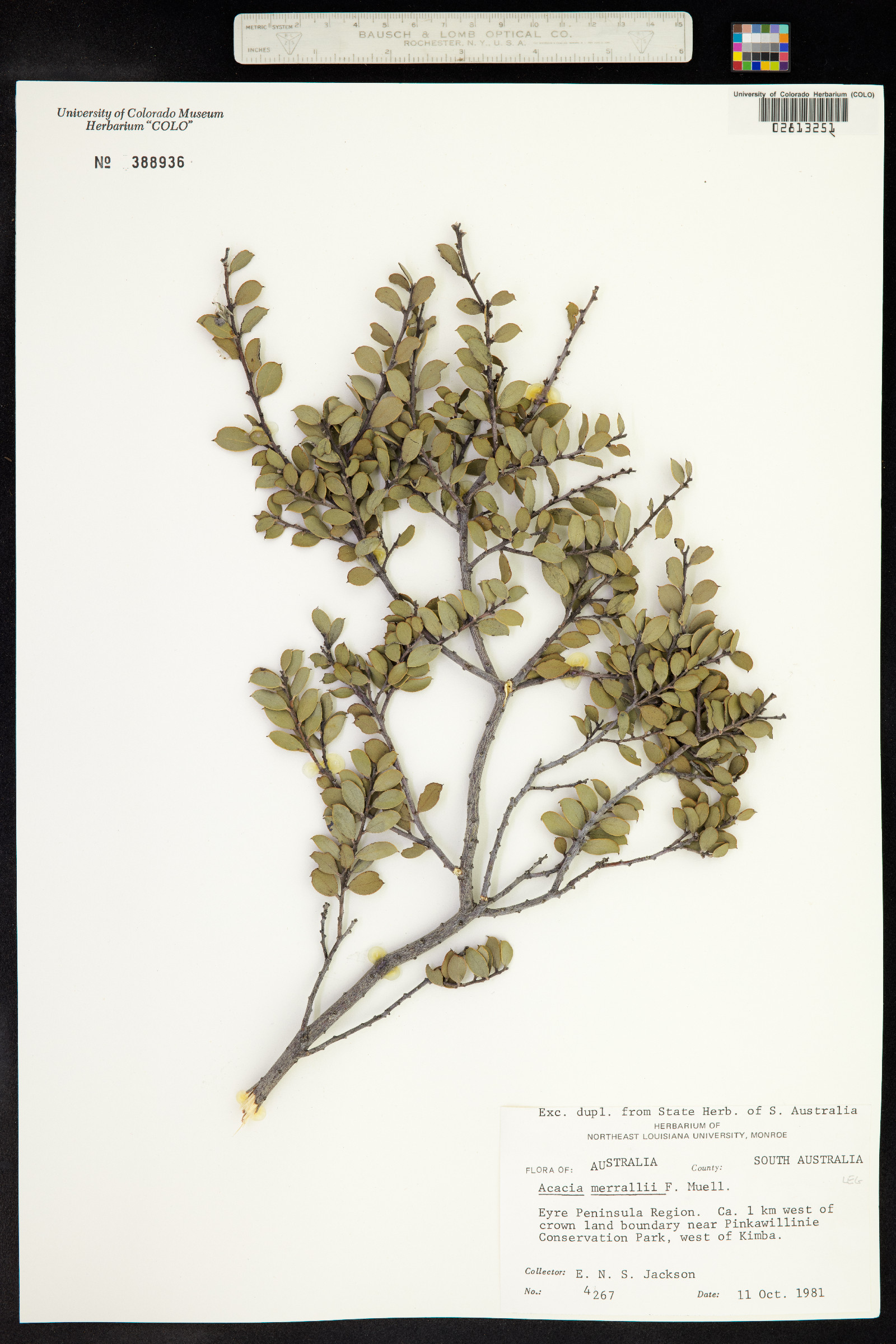 Acacia merrallii image