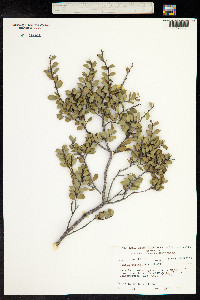 Image of Acacia merrallii