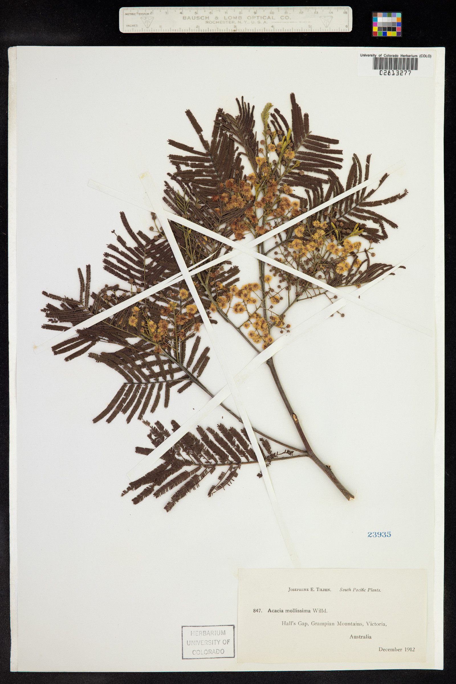 Acacia mollissima image