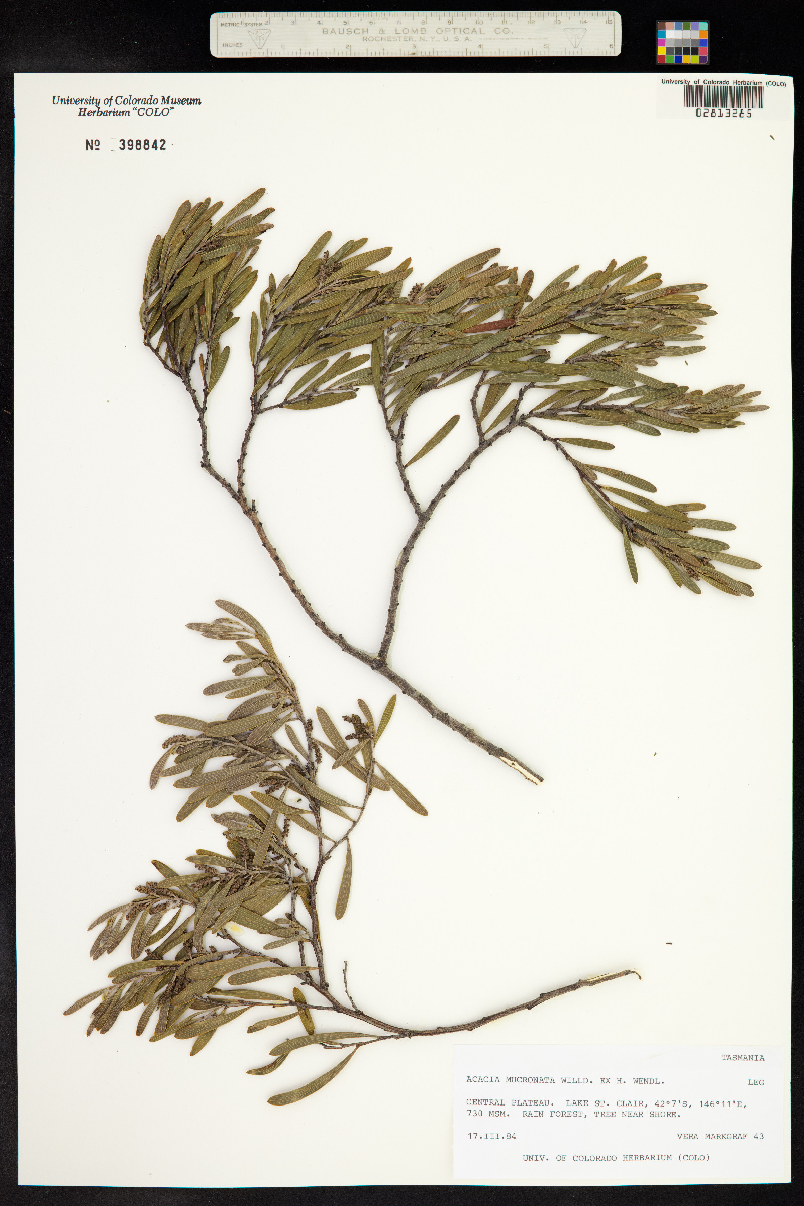 Acacia mucronata image