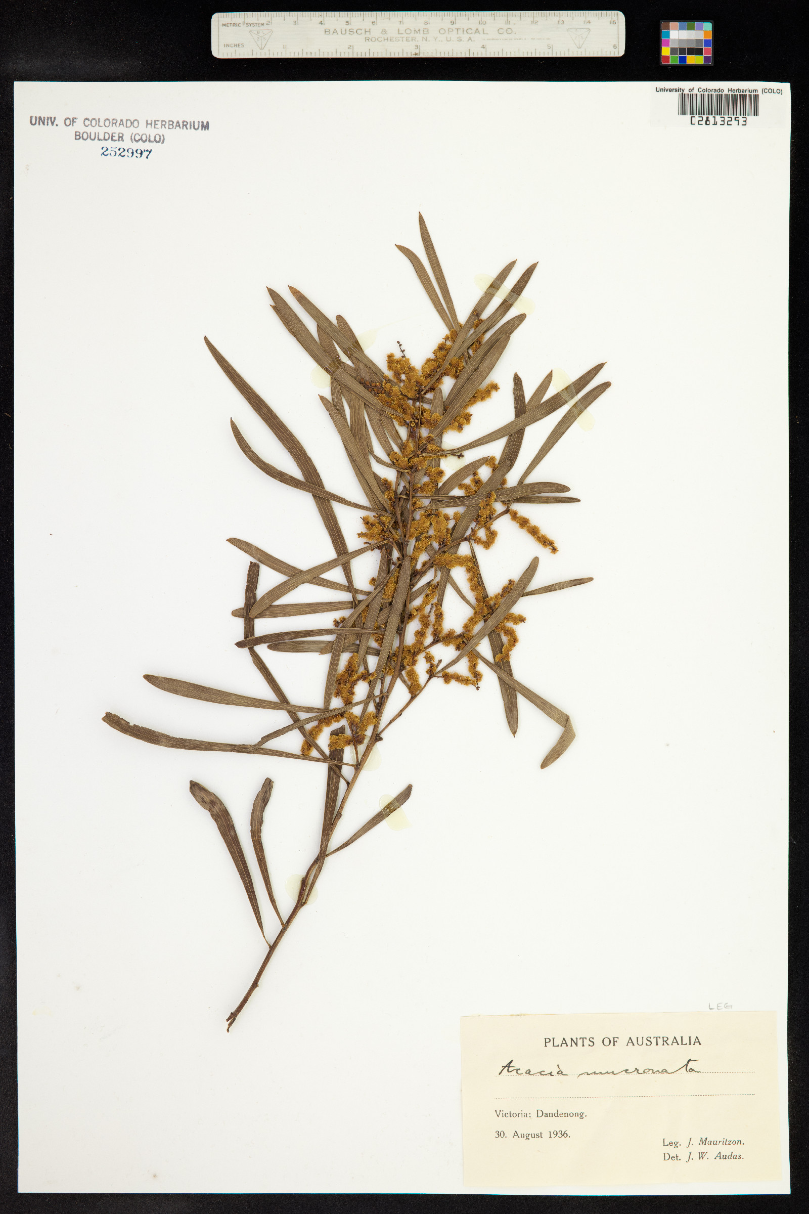 Acacia mucronata image