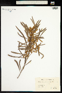 Image of Acacia mucronata