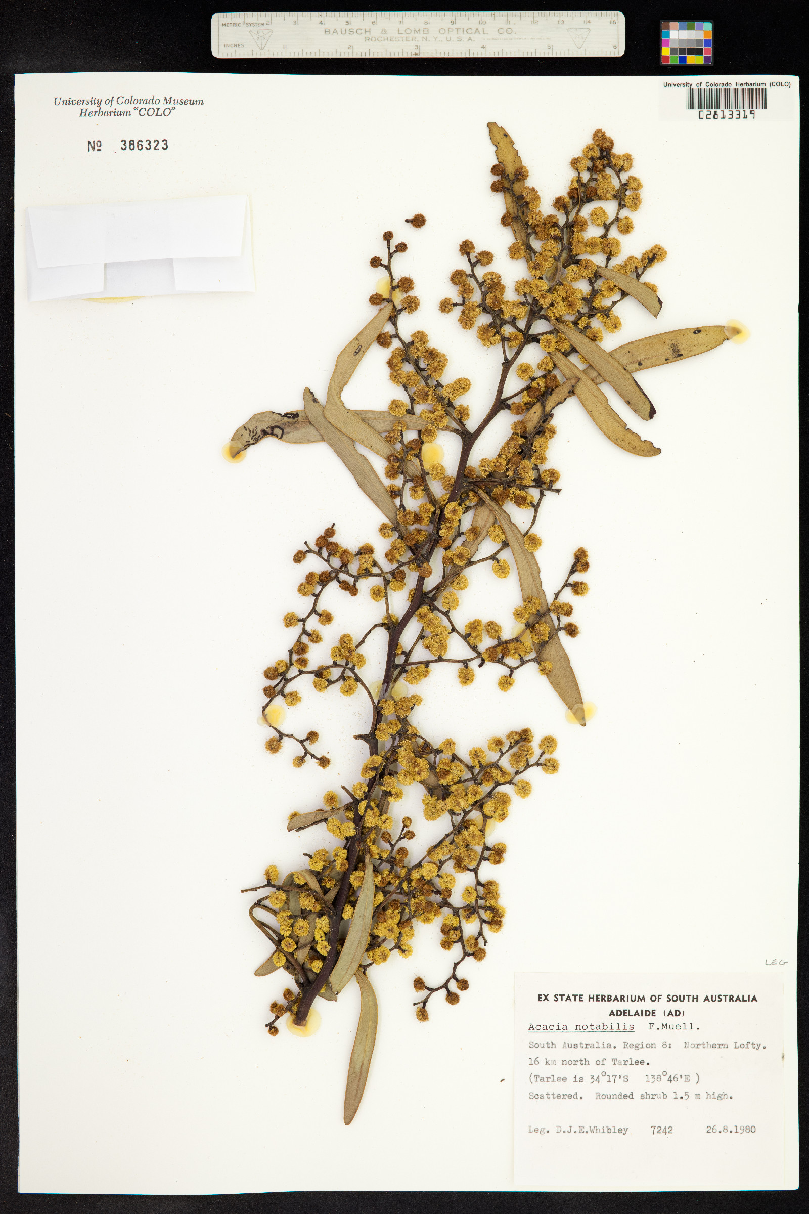 Acacia notabilis image