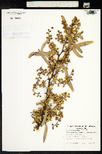 Acacia notabilis image