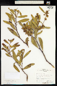Acacia notabilis image