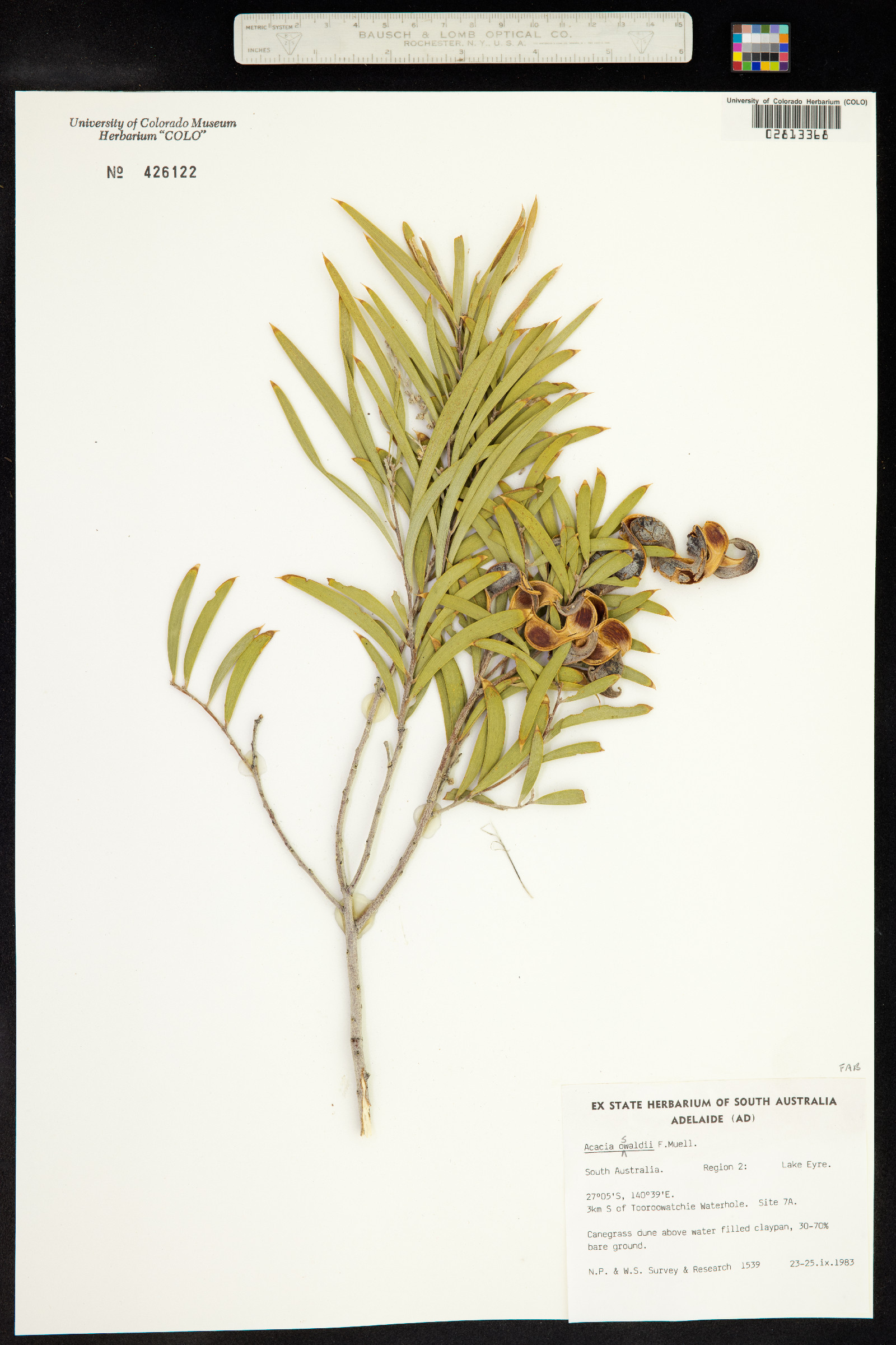 Acacia oswaldii image