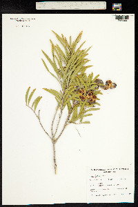 Image of Acacia oswaldii