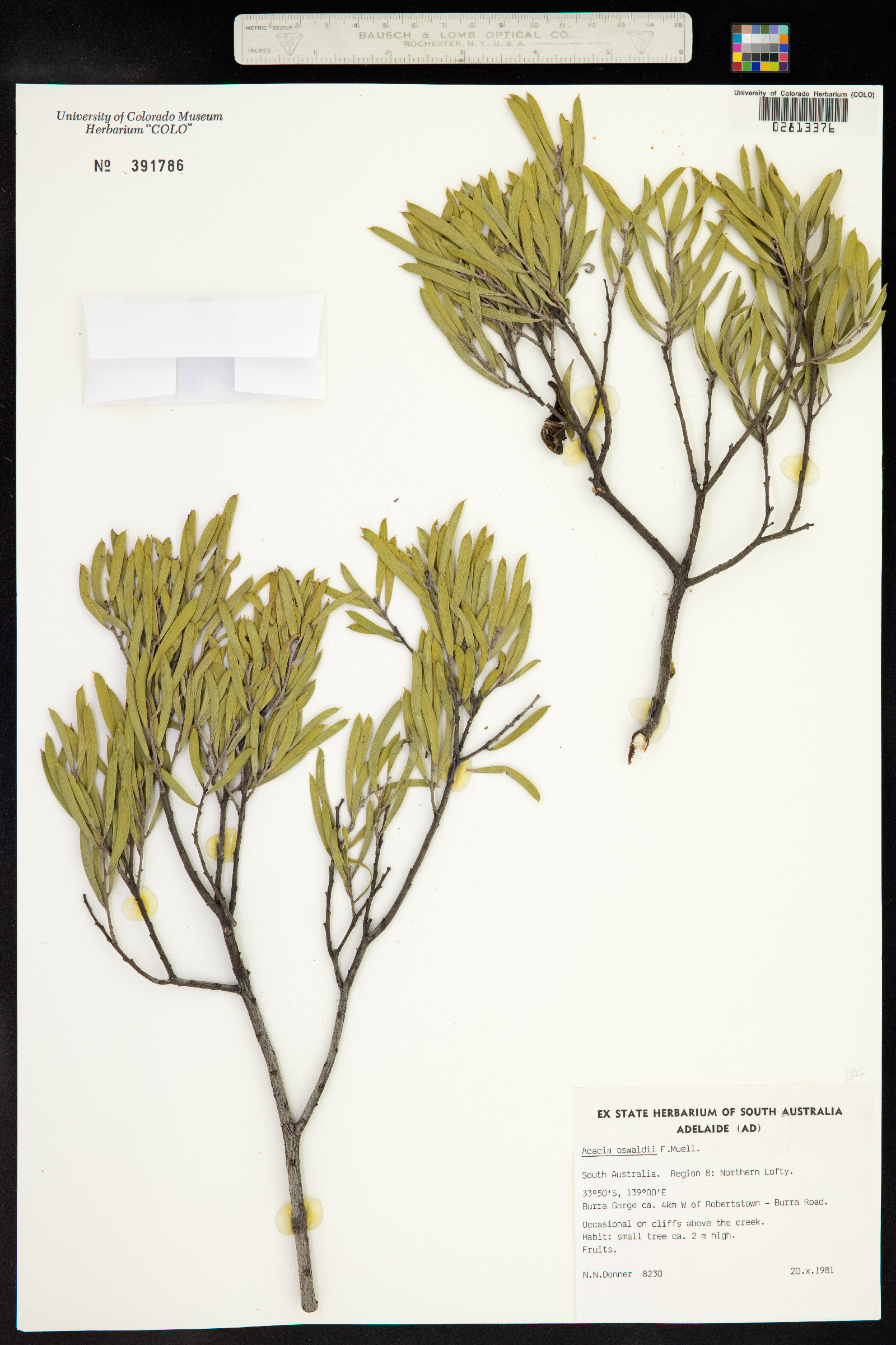 Acacia oswaldii image