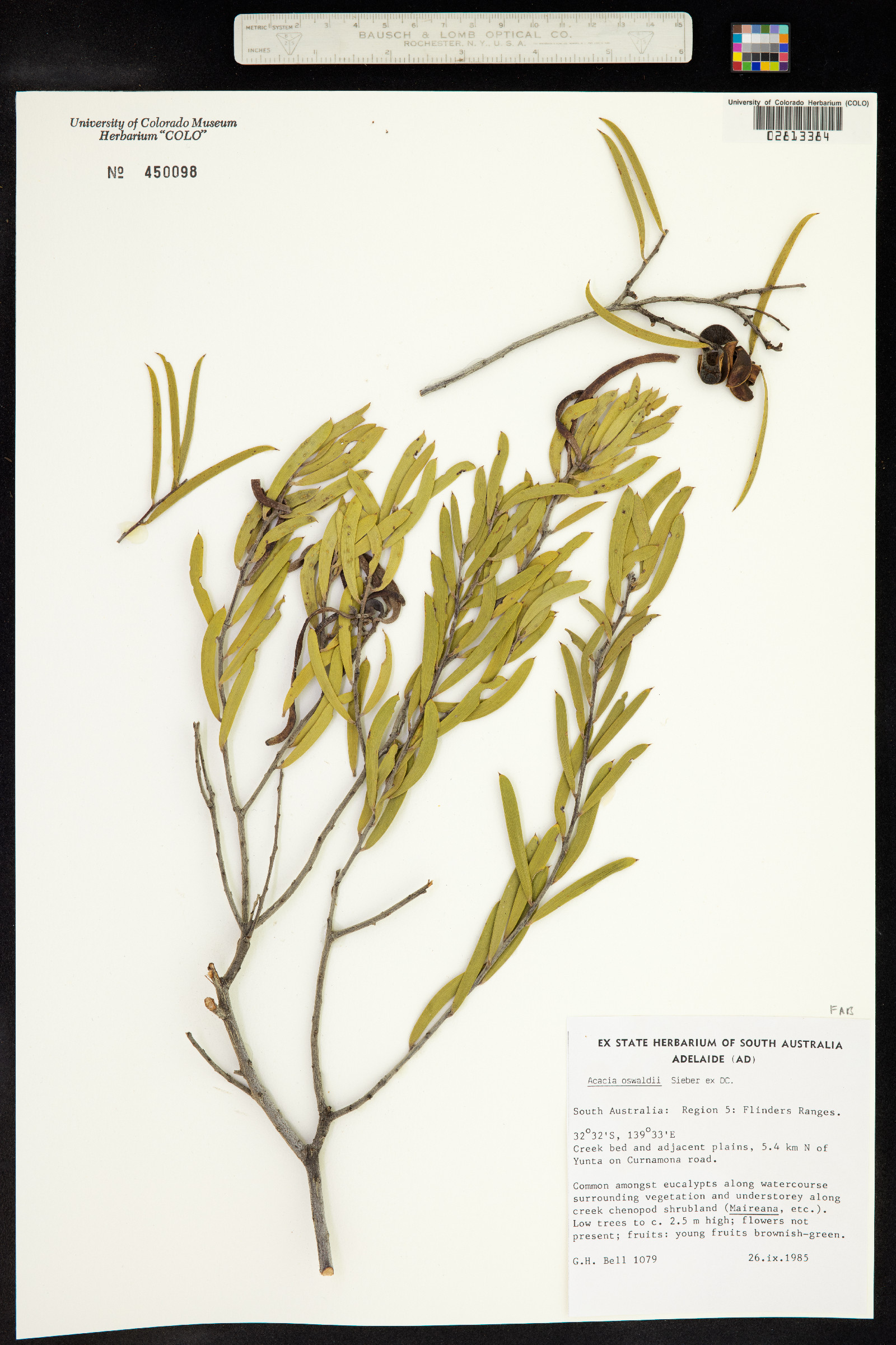 Acacia oswaldii image