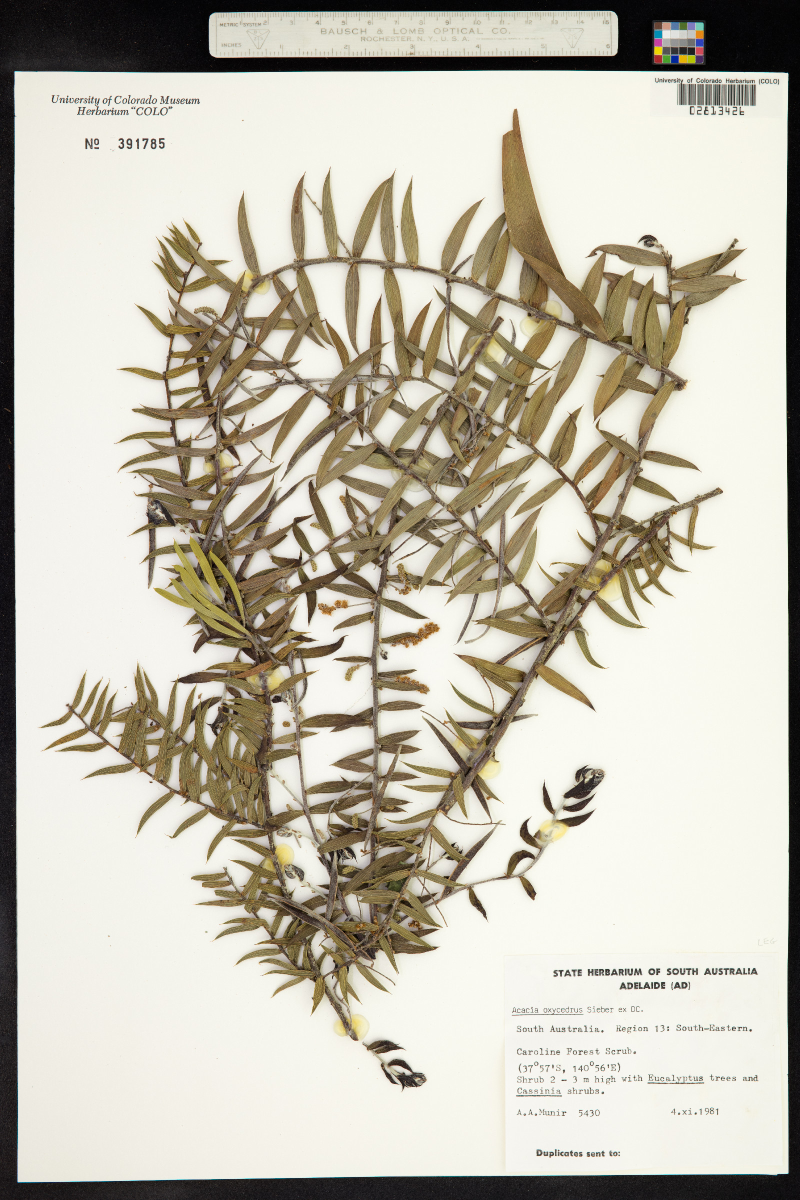 Acacia oxycedrus image