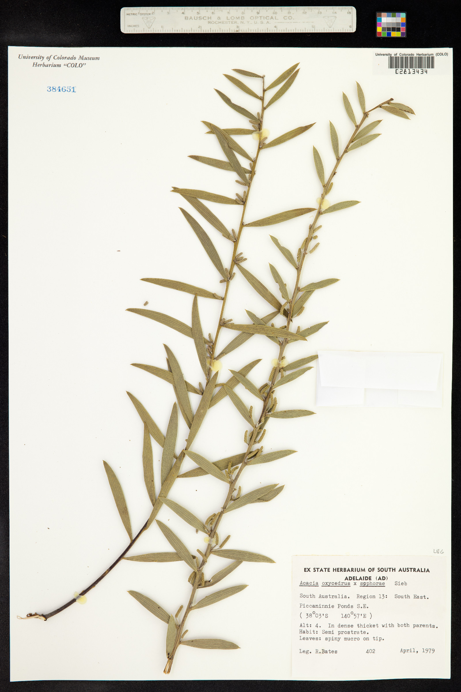 Acacia oxycedrus image