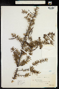 Acacia oxycedrus image