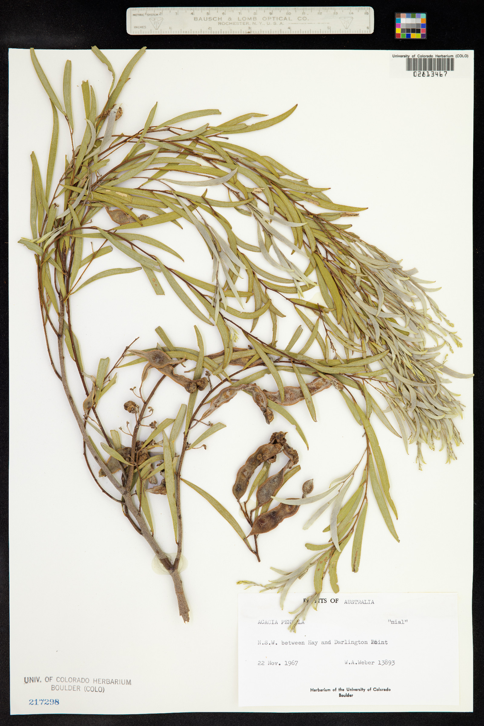 Acacia pendula image