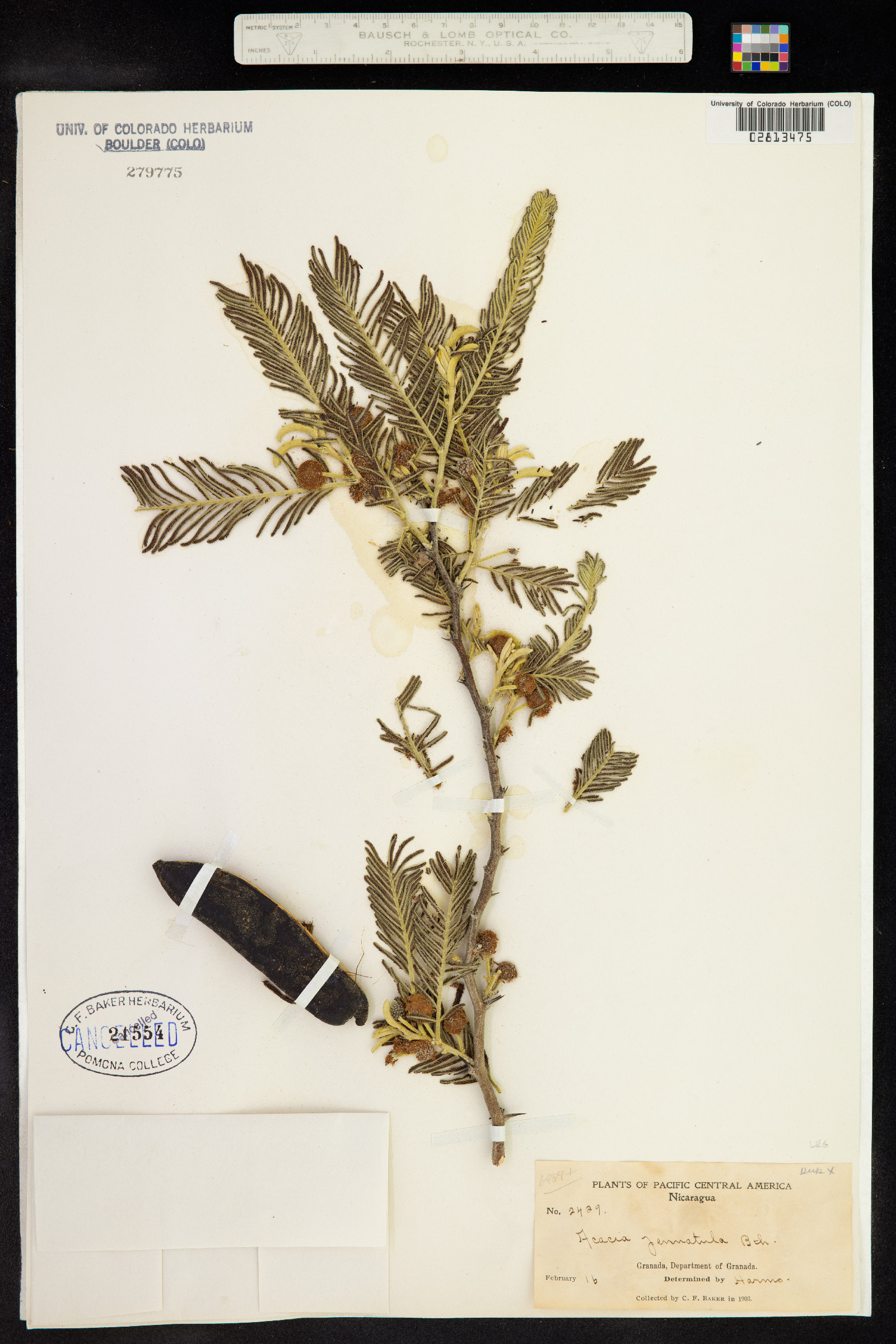 Vachellia pennatula image