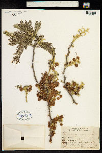 Acacia pennatula image