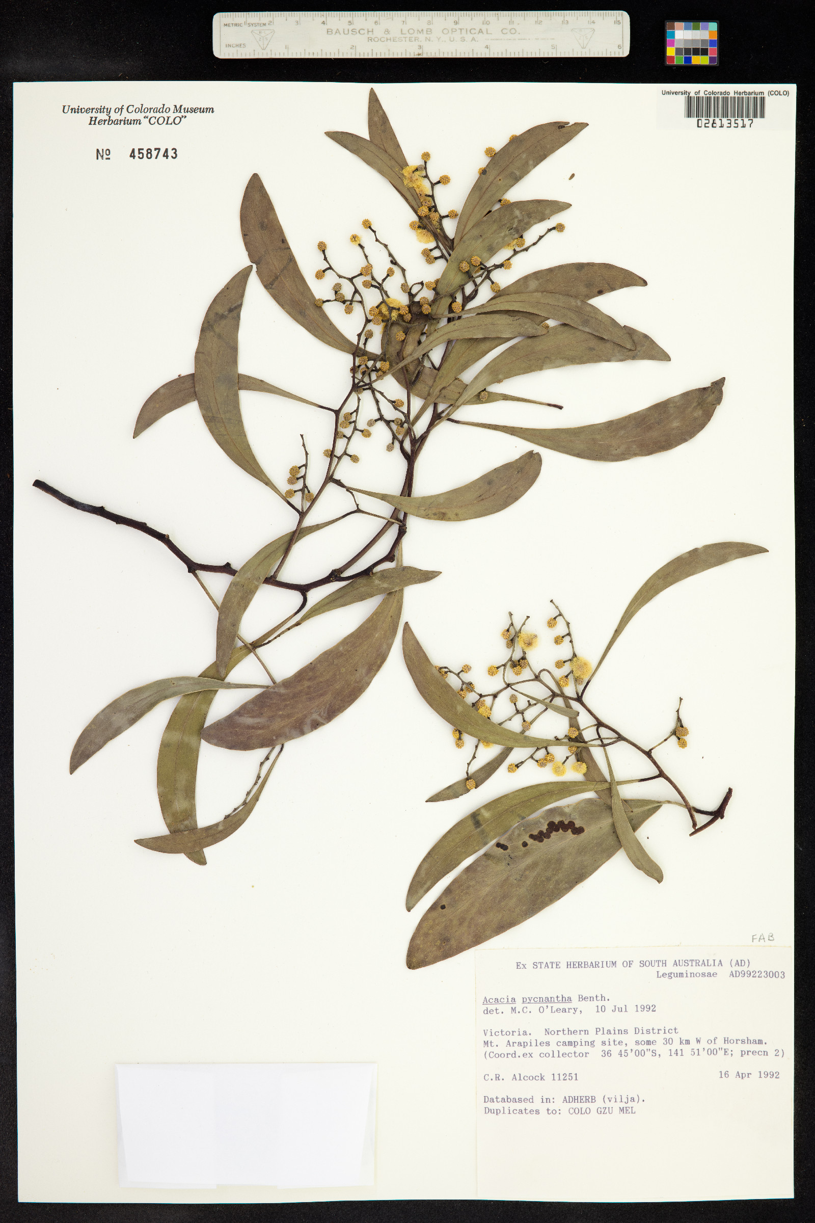 Acacia pycnantha image