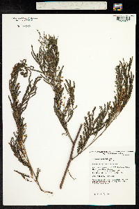 Image of Acacia parramattensis